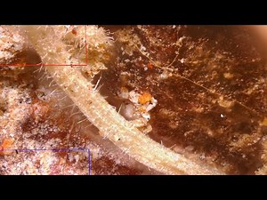 Preadamic Alien Grass Seed Discovered in Ancient Burial ? Forbidden Civilization Unearthed in Mexico