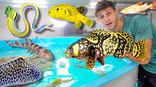 I bought the rarest fish ever! 🐠