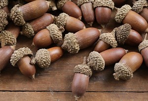 Μήπως ήρθε η εποχή να μαζέψεις βελανίδια και να φτιάξεις αλεύρι;