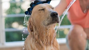 How Often Should I Wash My Golden Retriever? (Explained!) | Loyal Goldens