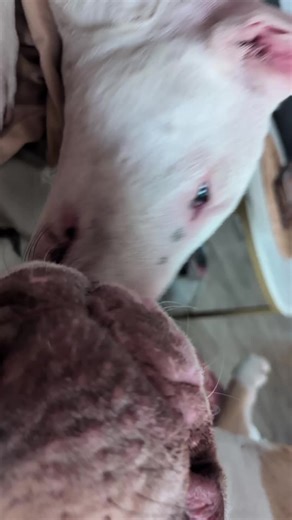 #hundeleben #dog #bulterier #americanbullylover#foruyou