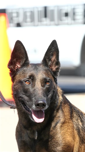 New York’s explosive detection canine teams are one of many important tools law enforcement uses to help protect New Yorkers. We are proud to provide this important training to our local, state and federal partners as we collectively work together to protect New Yorkers and keep our communities safe. | New York State Division of Homeland Security & Emergency Services