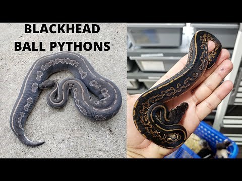 BLACKHEAD BALLPYTHON COMBOS | 514 Reptiles