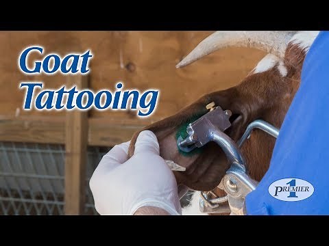 Goat Tattooing