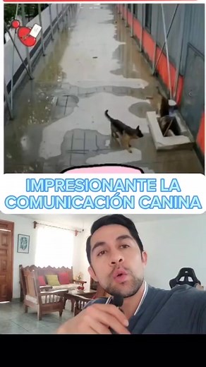 Nuestros perritos son más inteligentes de lo que imaginamos 😱🐶💯 #perros #mascotas #perrosfelices #mascotasfelices #educacioncanina #perrofeliz #perrosgraciosos #educacioncanina #entrenamientocanino #obedienciacanina #pastoraleman | EduCan Training