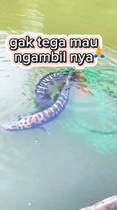 3.5K reactions · 16 shares | Mau di ambil induk nya,kasian sama anakan nya. #fbpro #pengikut #fishing #ikantoman #alamliar | Nanak Kusmana Nanak | Facebook