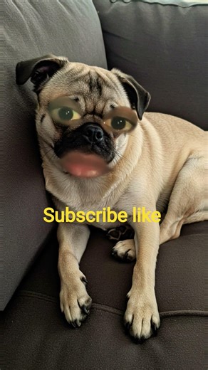 January 1, 2026 #comedyvideos