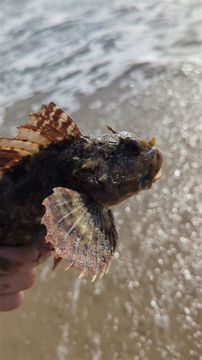 How to RELEASE a spiny fish #fishing