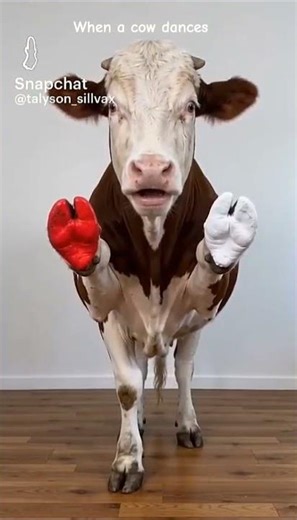 When an animal dances#youtube#funny#cow