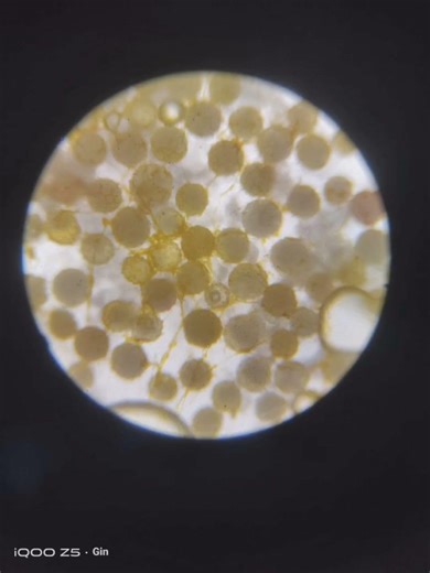 Pollen germination