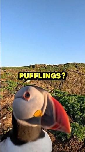 You Won’t Believe What Baby Puffins Are Called!