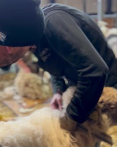 57K views · 1.2K reactions | #sheep #sheepshearing #sheepfarming | Shearing school | Facebook