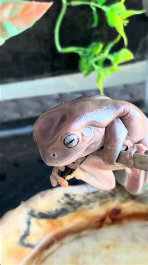 dumpy Frog feeding chicken