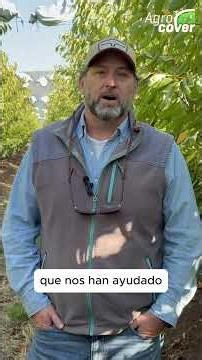 Cobertores en cerezos: El seguro ante las lluvias