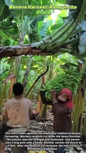 Banana Harvest A Day in the Grove