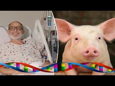 Hybrids Walk Among Us - Pig Organ Transplants An Ethical Dilemma