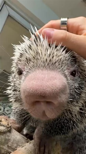 How to pet a porcupine. | Cincinnati Zoo & Botanical Garden