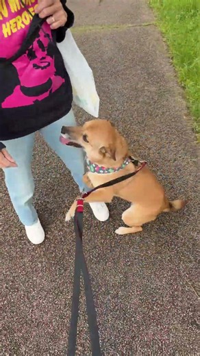 Misoka was way too cute the moment she spotted her mom during our walk. Can you believe how happy...