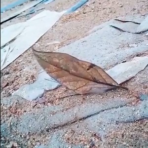 The dead leaf butterfly (Kallima inachus) is a master of beauty and disguise. The species is found from India to tropical Asia and Japan. Join the Center for Biological Diversity's e-list of activists, citizen scientists and animal lovers here: https://bit.ly/2qE6gBz | Center for Biological Diversity