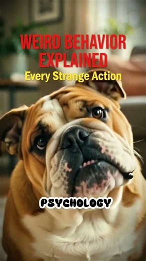 Dog Psychology Facts That Explain Every Weird Behavior