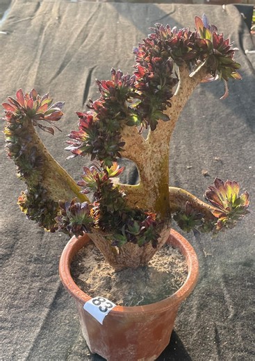 Unique Crested Aeonium , 9'' Wide, Rare Living Variegated Succulent - Etsy