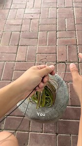 How to make a simple & pactical for your beloved Tilly 😁 #Tillymiri #airplants | TillyMiri - Tillandsia Air Plants Miri