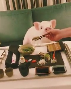 3.4M views · 40K reactions | The right way to have a pig for dinner is to have him over for #vegan sushi.  via Christopher the Pig | Farm Animal Rights Movement (FARM) | Facebook