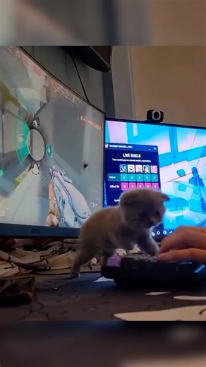 Dexerto on Instagram: "Game rage-quitting no more 🎥 sleunch #Gamerrage #Ragequit #Animalmeme"