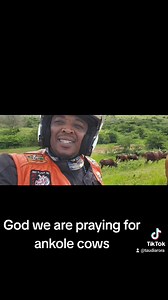 Ankole cows | DR 911