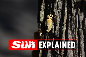 Are cicadas harmful to dogs?