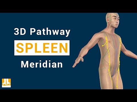 Spleen Meridian - 3D pathway from point to point