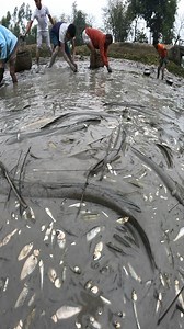 Best Muddy Fishing Video | Fishing Today