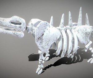 ArtStation - Hippo Skeleton | Game Assets
