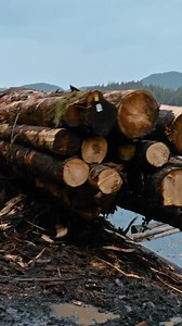 From forest to barge: here's what happens after a tree hits the ground. 🌲 New #TheLastWoodsmen Friday at 9P. | Discovery