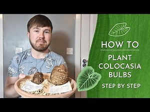 How to Plant Colocasia Bulbs - Planting, Plant Care and Dormancy