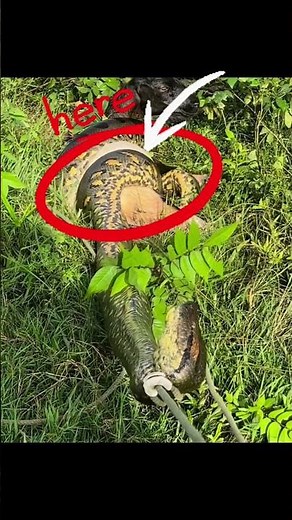 Huge Anaconda Spotted! The Giant Snake That Shocked Everyone 🐍