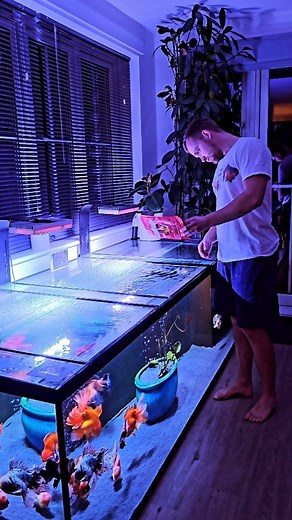 15K views · 138 reactions | What's your favourite goldfish food? -...