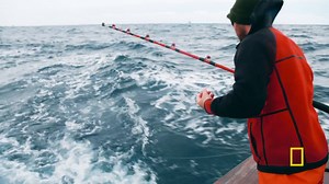Fishin' Frenzy is hoping a different color scheme on the lure will give them the edge they need at the end of the season. A new episode of #WickedTuna: Outer Banks airs Sunday night at 9/8c on National Geographic. | National Geographic TV