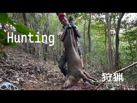 【沖縄本島編】イノシシ狩猟 捕獲→解体→保存