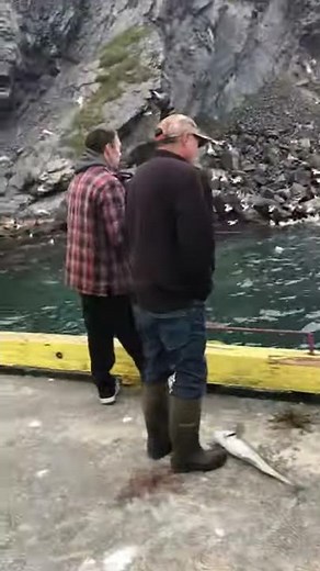 Newfoundland cod fishing! Mind blowing fishing! Everybody caught one!