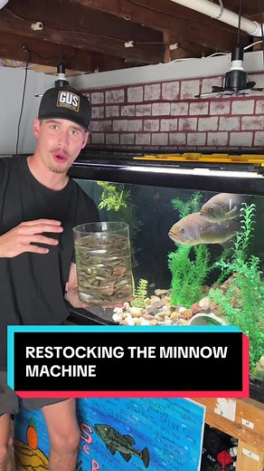 Feeding Gus the Bass: Catching Minnows in the Creek