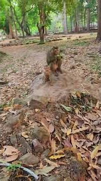Adorable Baby Monkey Interaction #monkeys #cute