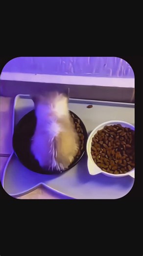 𓂉 𝗧𝗶𝗺𝘀ꙩ𝗻 𓇮 on Instagram: "WiWiWi Cat Full Eating #WiWiWiCat #WiWiWi #Cat #Cats #HopeCore"