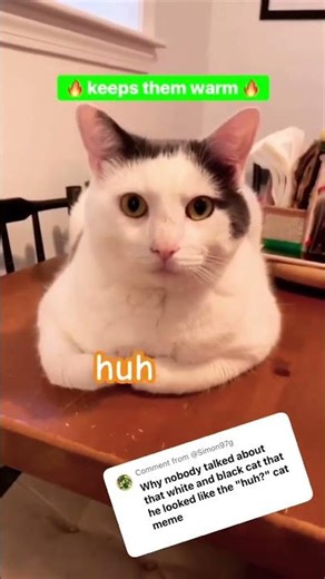 Huh #cat #catmemes #trend #foryou #meme #funny #comedy #cute