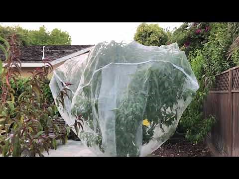 How to protect your fruits from Squirrels?