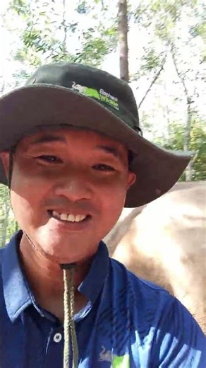 Good view from the forest