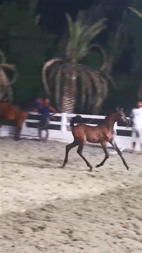 Future Champion Starts Here! 🏆🐎 | بطل المستقبل يبدأ من هنا #ArabianFoal#ArabianHorse #FutureChampion