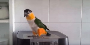 Watch The Dancing Irish Parrot For St Patrick's Day!