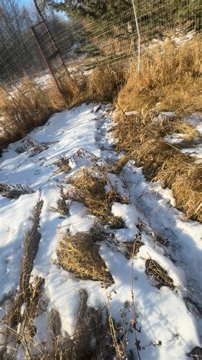 Has anyone tried this??? For predator control, it wS suggested to put pepper where ever they have frequent trails. Fight predators with Fire 🔥 | Thunder and Stone Draft Ranch