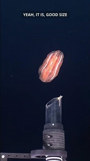 How NOAA Catches Creatures From the Deep (Without Destroying Them)